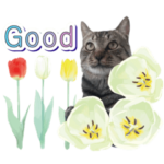 ファニーなニャンズ 2021 卒業にゃんこ3