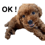 トイプードルの赤ちゃん（おこげ）