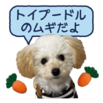 トイプードル ムギちゃんの日常『実写編』