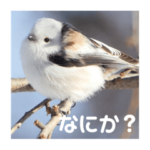 おしゃべりシマエナガくん