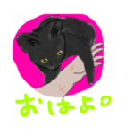 黒猫のんちゃんの日常