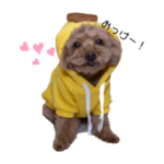 トイプードルのチェリー2