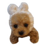 トイプードル ルナちゃん