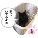 桜耳の大福  ②