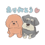 シュナウザー＆トイプードル