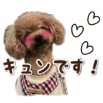 かわいい・わんこ⑯動くトイプードル