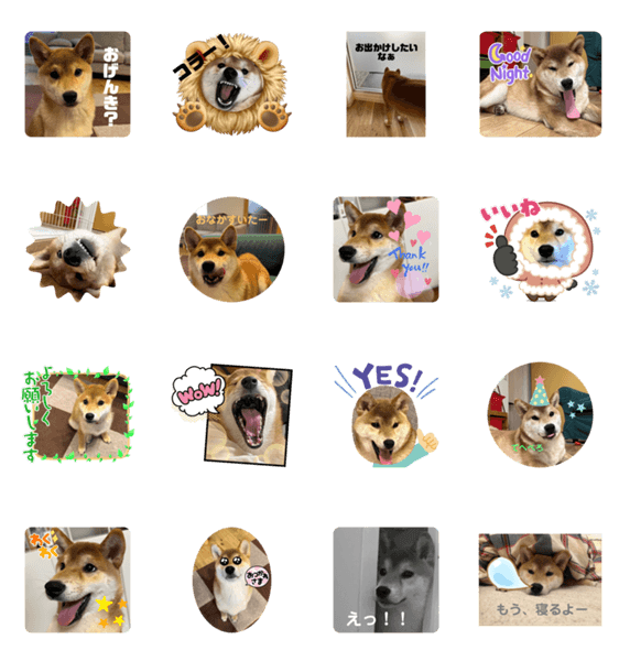 柴犬にまかせろ Line無料スタンプ 隠しスタンプ 人気スタンプ クチコミサイト スタンプバンク