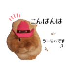 長毛うさぎジャージーウーリーのうーりぃ.