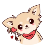 ぽっちゃりチワワ