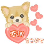 やさしい☆チワワ