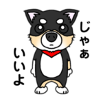 チワワのジャックの日常