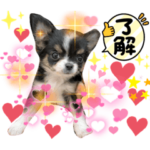 チワワのビビちゃん。