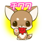 チワワたん