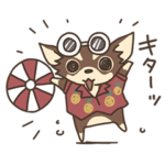 チワワ（チョコタン）のマナちゃん