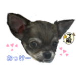 チワワ　『ポロ』