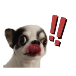 チワワのコペスタ