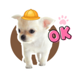 チワワのチビちゃん