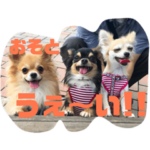 にぎやかチワワんズ