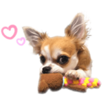 チワワのリルくん。