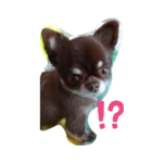 ぽっちゃりチワワのレオ君