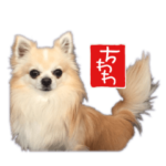 チワワの小丸 実写版