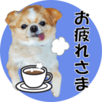 チワワ（犬のクー太）写真