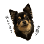 チワワのジゼル