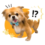 チワワのフクちゃんスタンプ♪