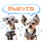 うちの犬、ぽてとさらだ