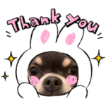 チワワのつむぎちゃん