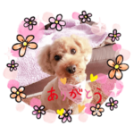 トイプードル こむぎ♡