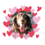 カニンヘンダックスフンドのむきゅ