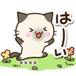 大人やさしい★シャム猫