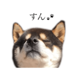 ぽんずくんの日常