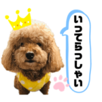 トイプードルもんちゃんのおうち