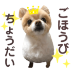 ごほうびちょうだいポメラニアン
