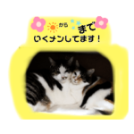 今日のマダちゃんち