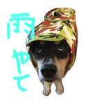 おこぼれちょうだい犬maru