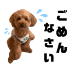 #トイプードル#犬#ぴの