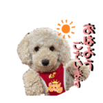 トイプードルの大吉くん