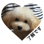 トイプードルのわたとふわ２