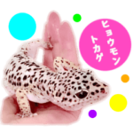 ヒョウモントカゲモドキ ハワイアン 夏