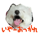 ウエスティの仲間たち