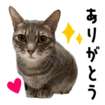 うずらねこ２～イベント・日常～