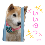 チャリティースタンプ1