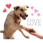 ヒロユキの愛犬︎︎✌︎②