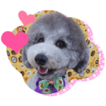 トイプードル銀次♡