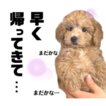 トイプードル・パピコの日常！