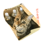 黒猫・ロシアンブルー・ベンガルの日常