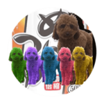 トイプードルのめんつゆは私の友達です